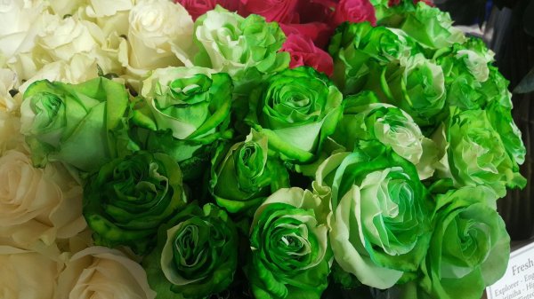 e777 зелёные розы