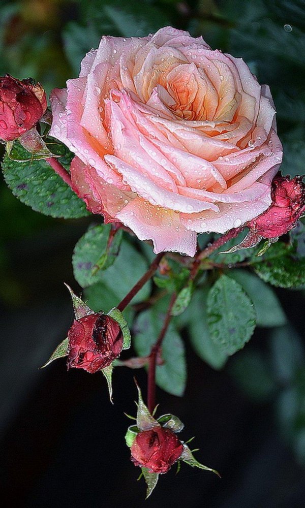 роза браун шугар