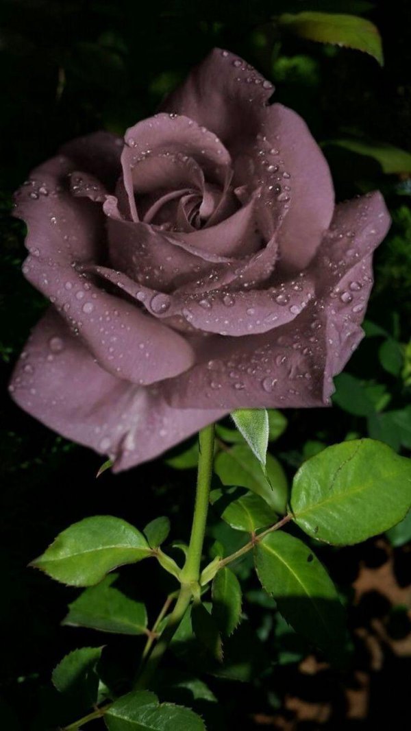 цветок розы