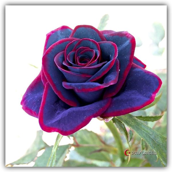 роза смус вельвет