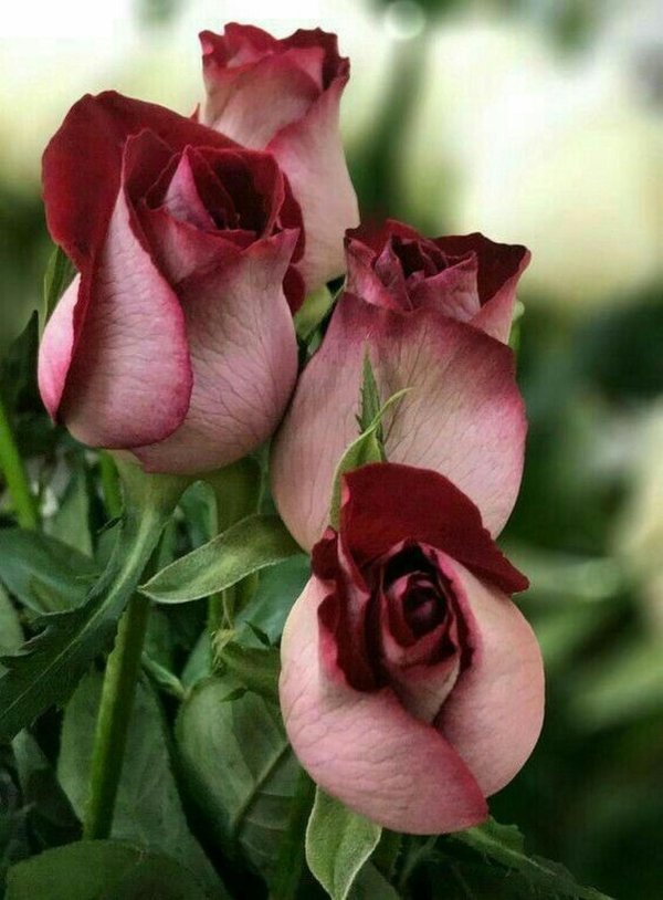 цветы красивые розы