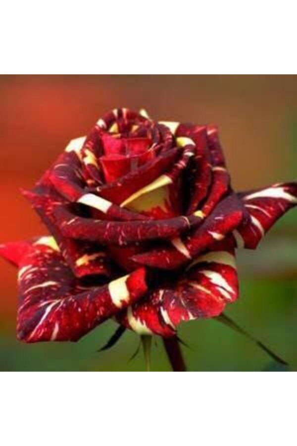 роза осирия желтая