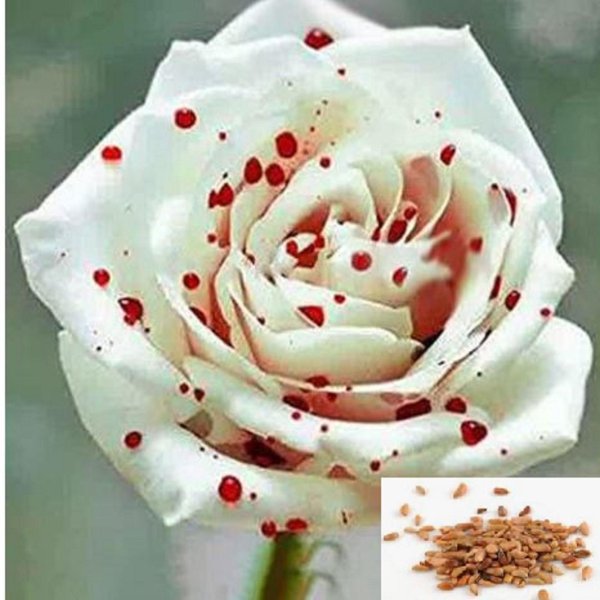 кровавая роза