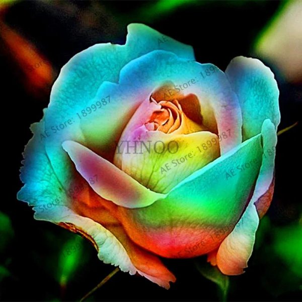 розы необычного цвета