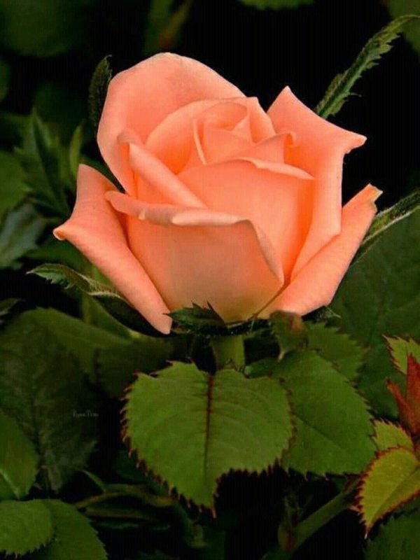 персиковая роза