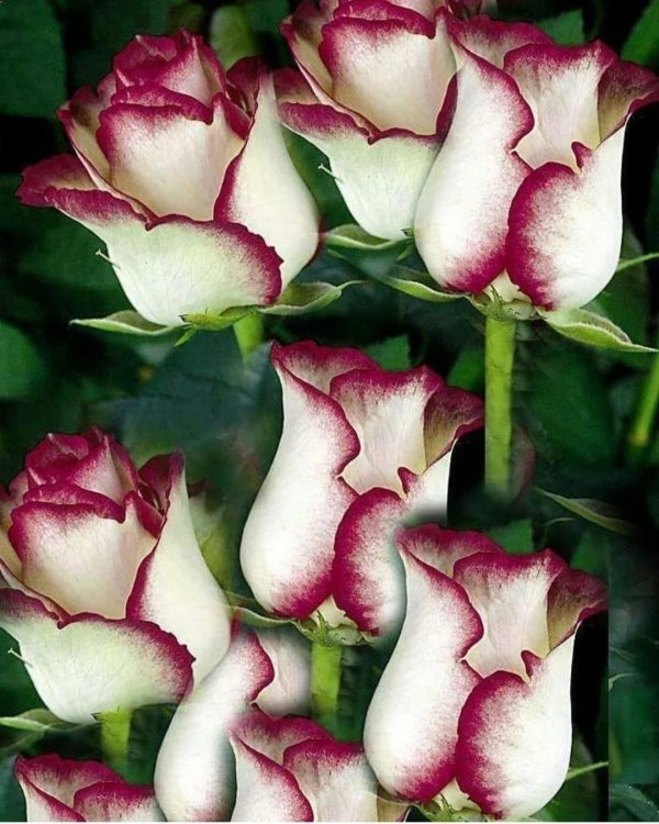 белые розы с красной каймой