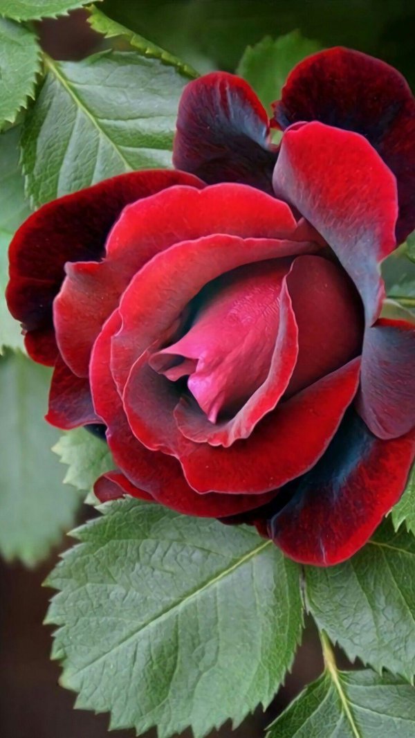 розы красивые