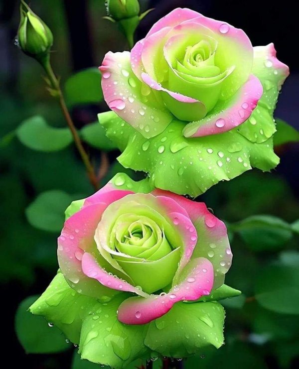 бело зеленые розы