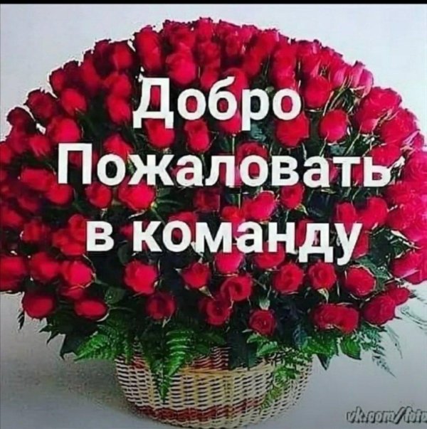 наша команда