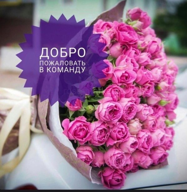 роза кустовая