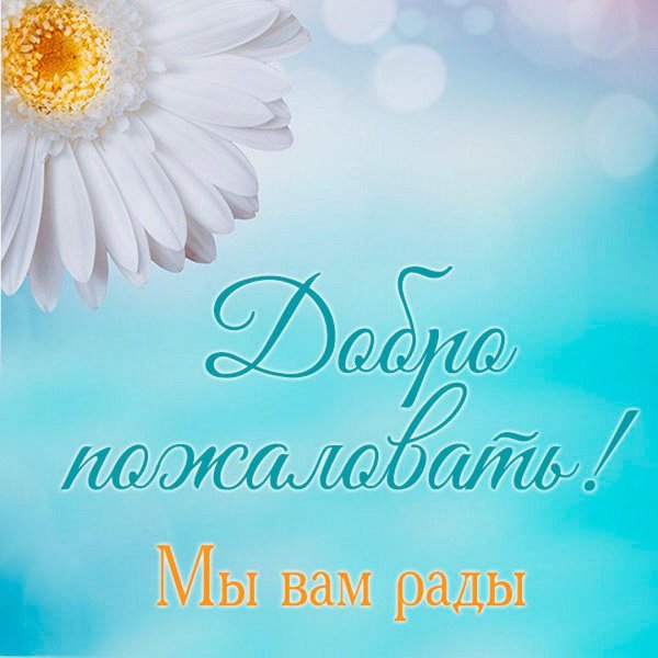 фон ромашек