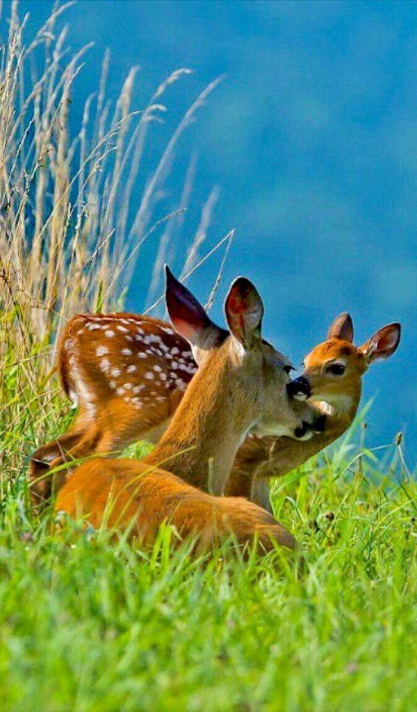 пятнистый олень оленята