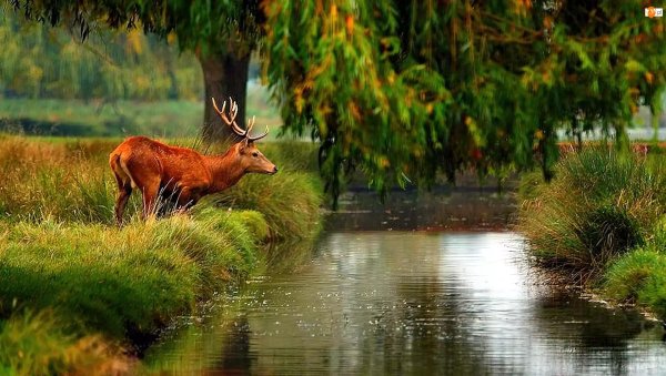 европейская лань беловежская пуща