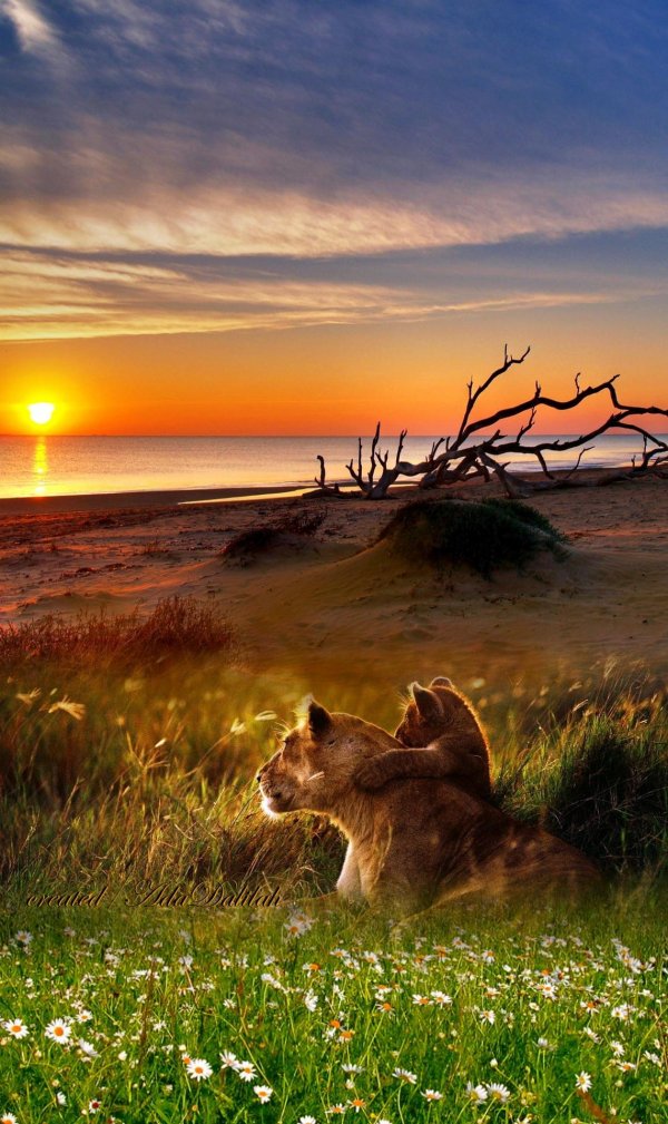 львица со львенком