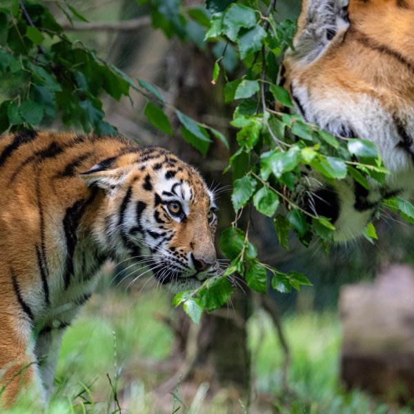 уссурийские тигры