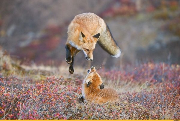 лиса охотится