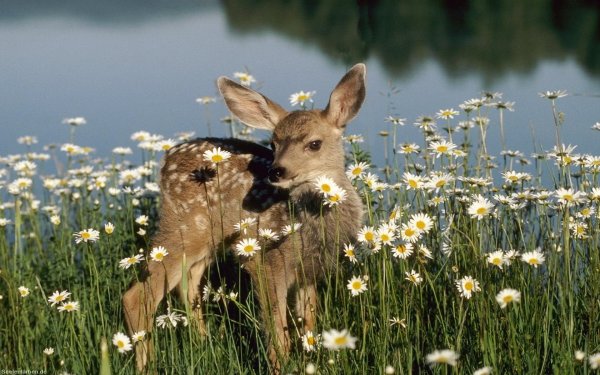 природа и животный мир