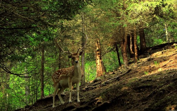 forest deer