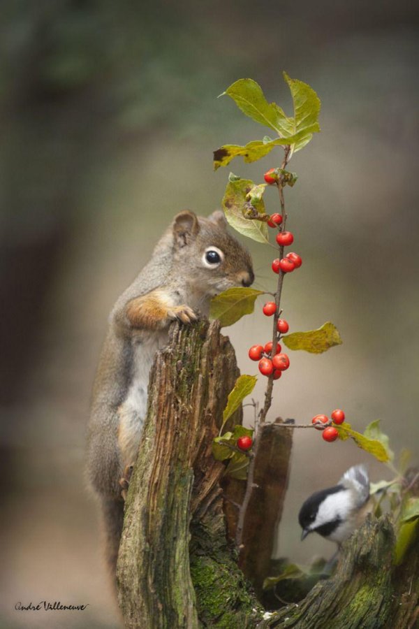 осень звери