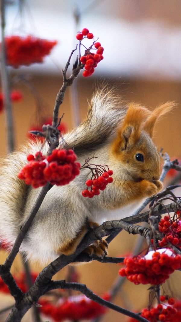 белка осень