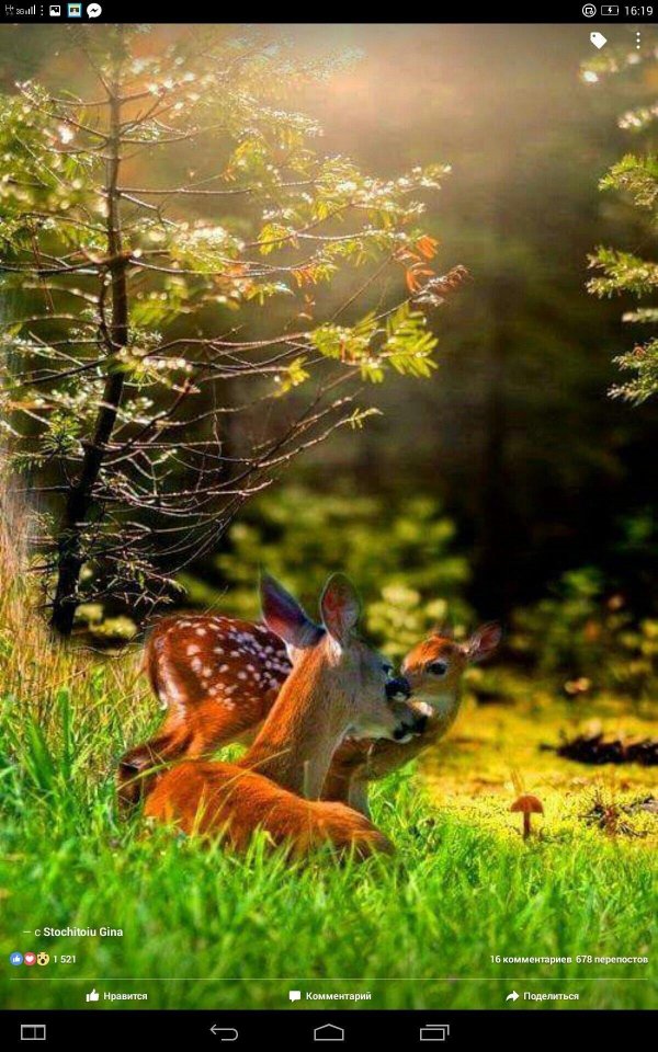 олень олениха олененок оленята