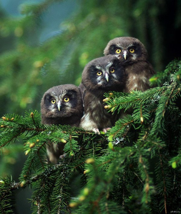 мохноногие сычи