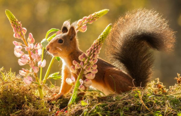 животное белка