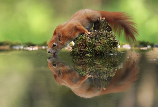 отражение животных в воде
