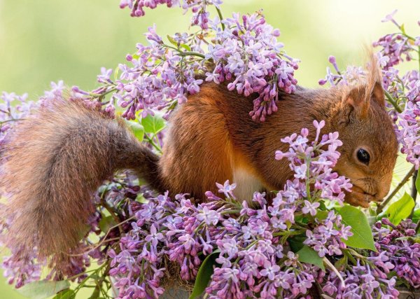 животные весной