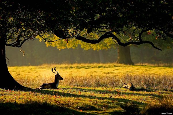 олень на фоне леса