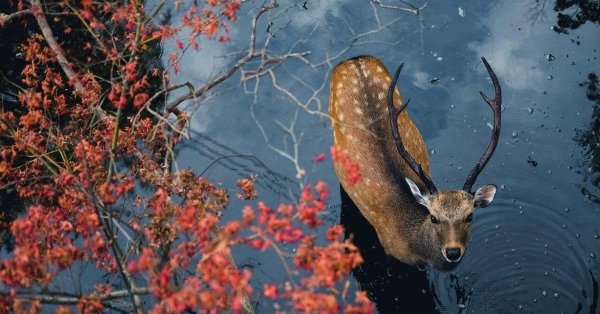 красивые олени