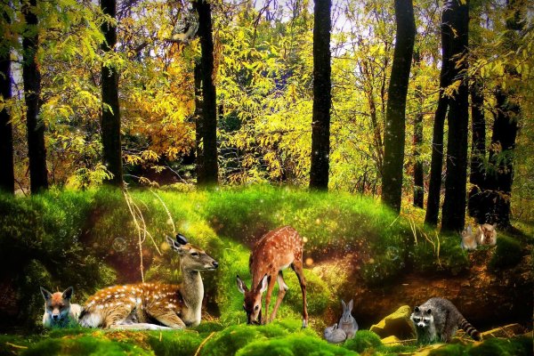 природное сообщество лес