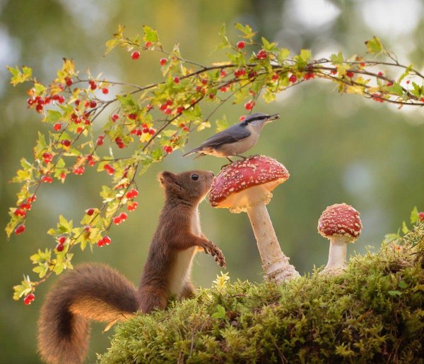 животные интересные