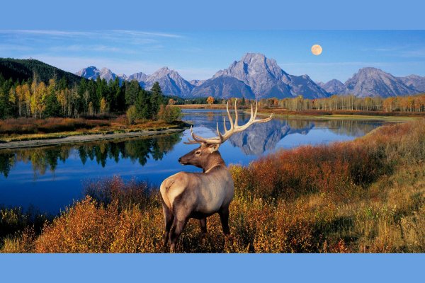 олень в горах