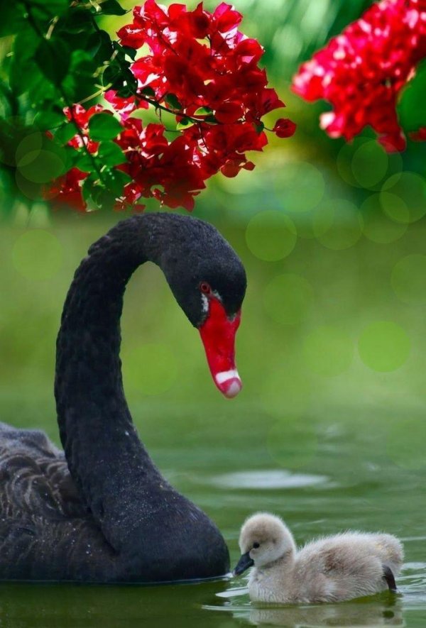 детеныши лебедей