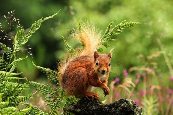 белочка кудяблики
