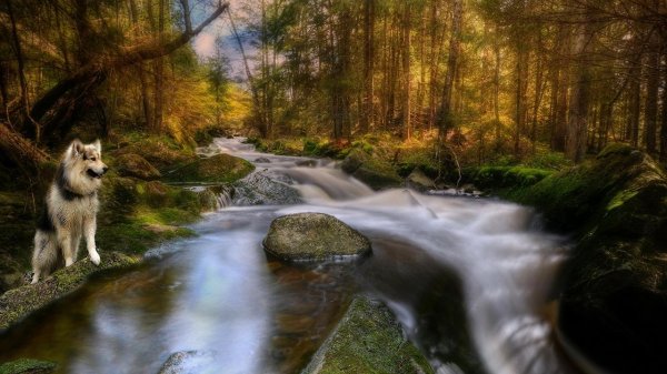 финский лаппхунд