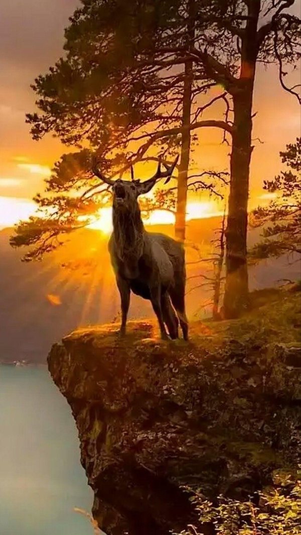 животные природа