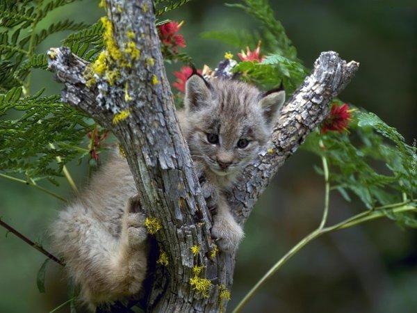 рысь детеныши рысята