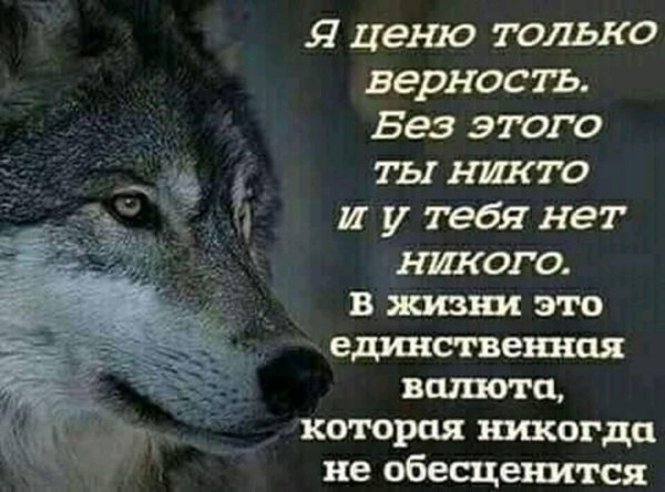 волк с цитатами