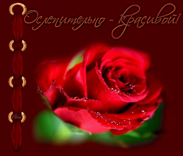 роскошные розы