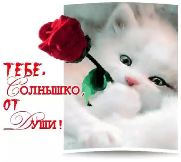 котенок красивый