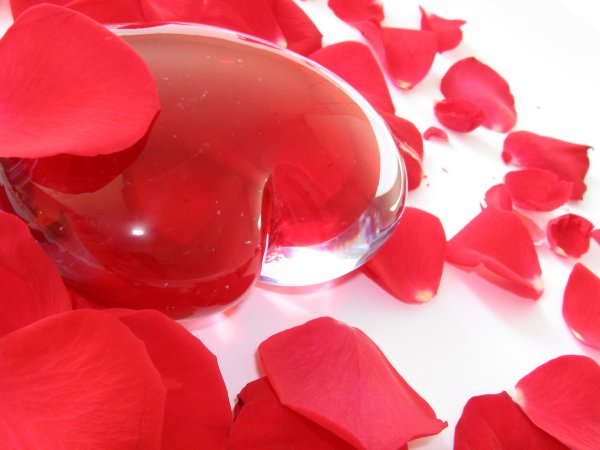 лепестки роз