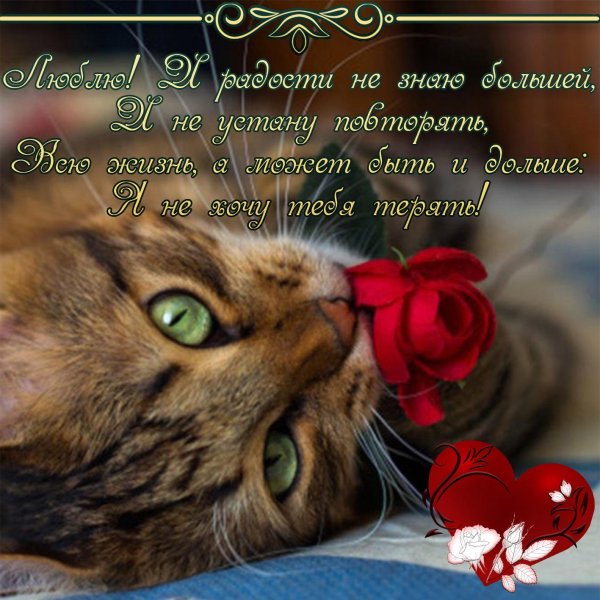 котики красивые