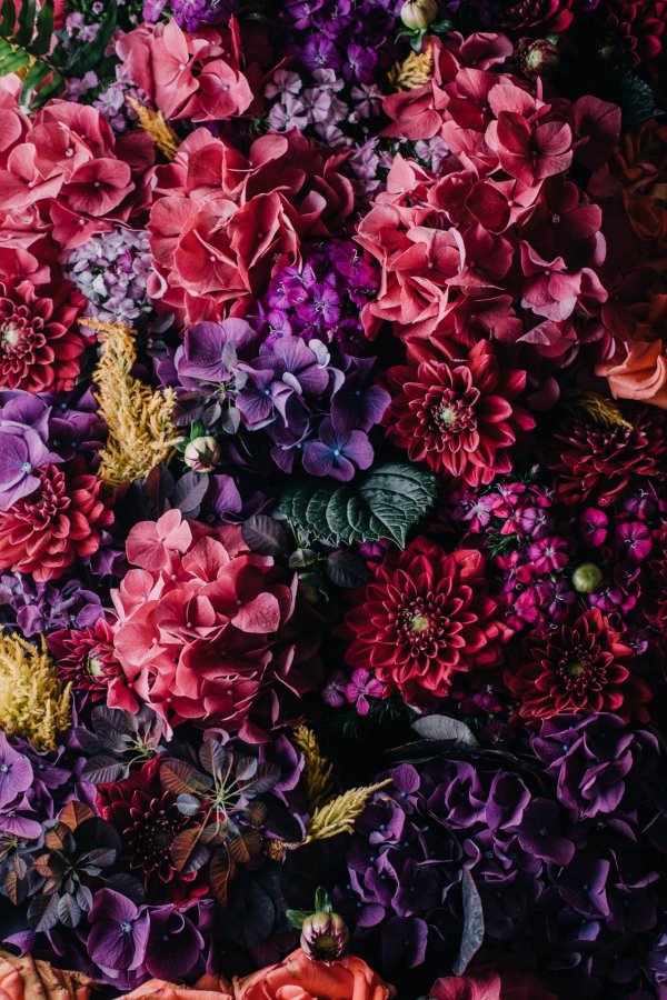 бордовые цветы