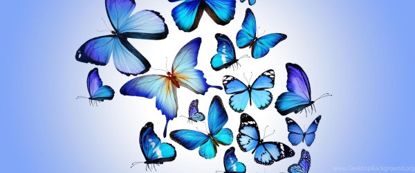 синие бабочки для печати