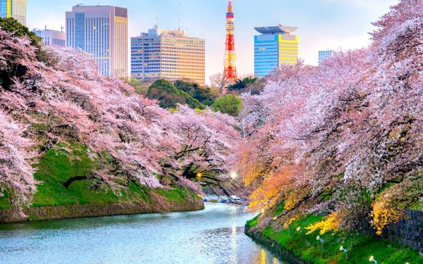 cherry blossoms in tokyo
