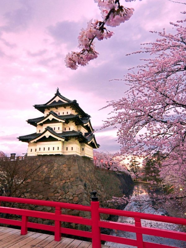 sakura cherry blossom