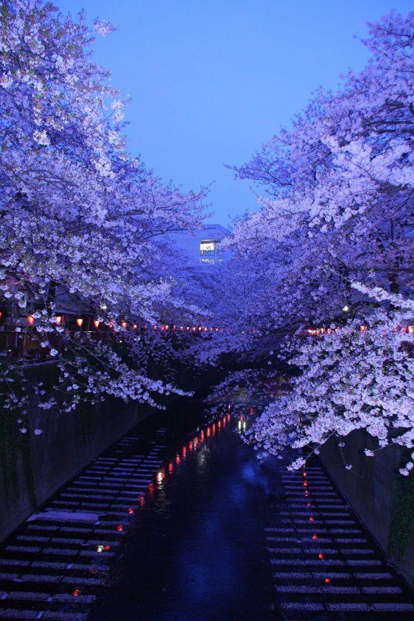 река мэгуро токио