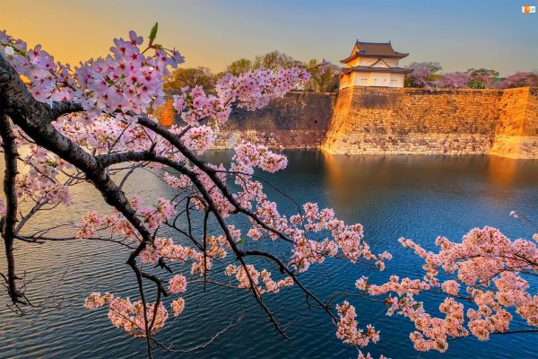 цветение сакуры осака